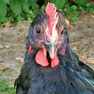 Meet your Posher, Cheryl